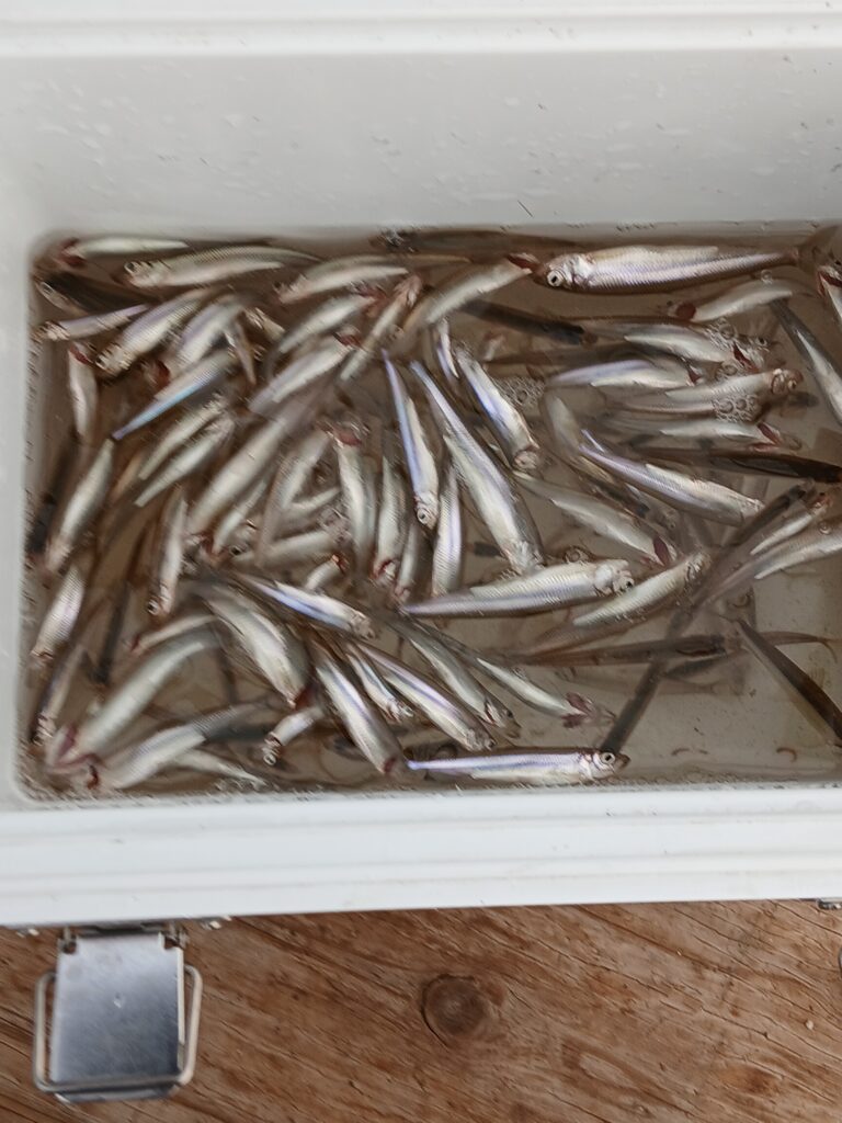 <span class="title">阿部丸今日の釣果</span>