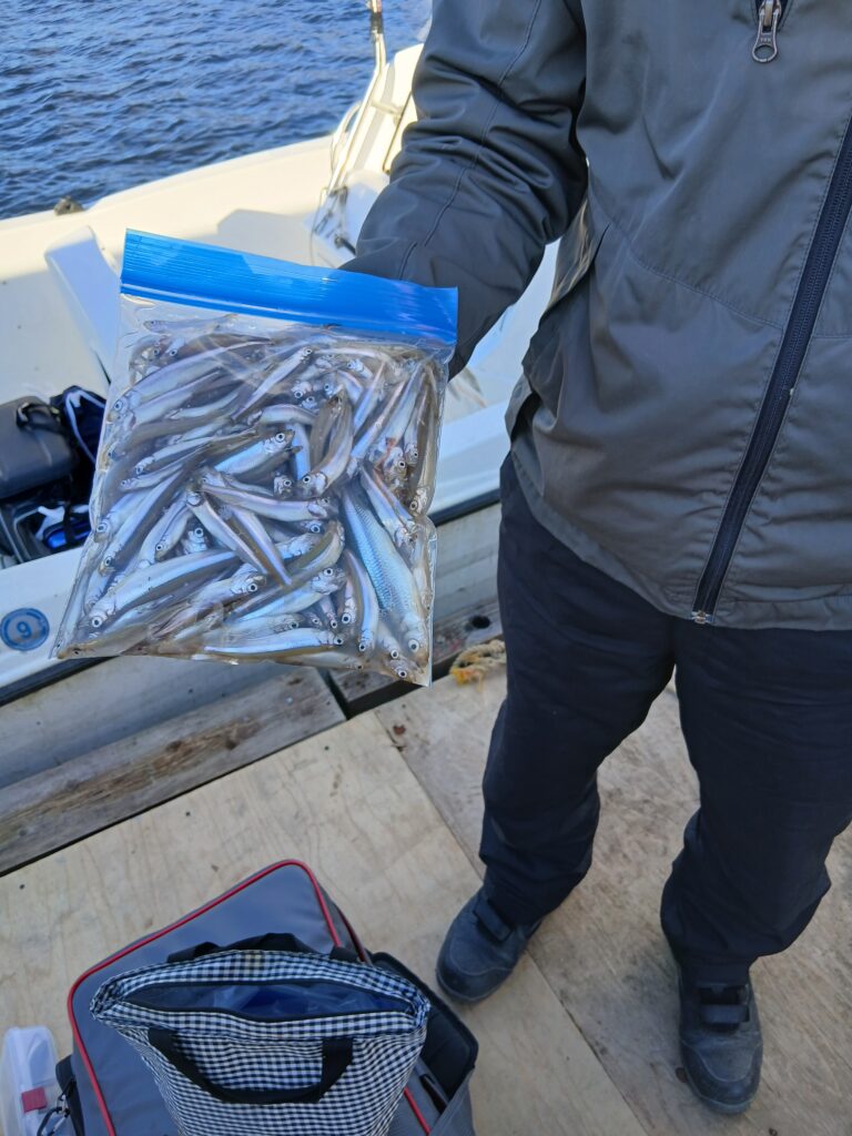 <span class="title">阿部丸今日の釣果</span>