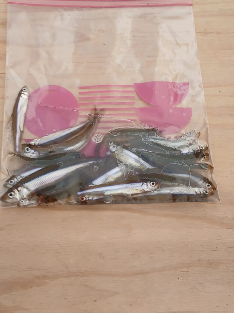 <span class="title">阿部丸今日の釣果</span>