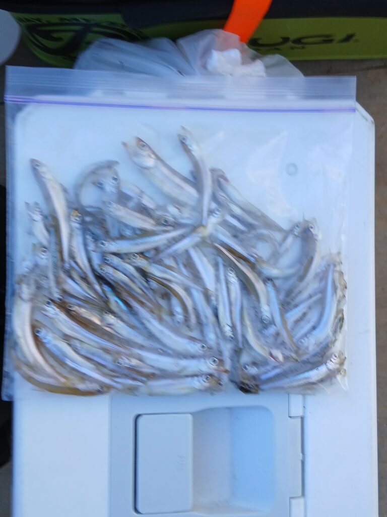 <span class="title">阿部丸今日の釣果</span>