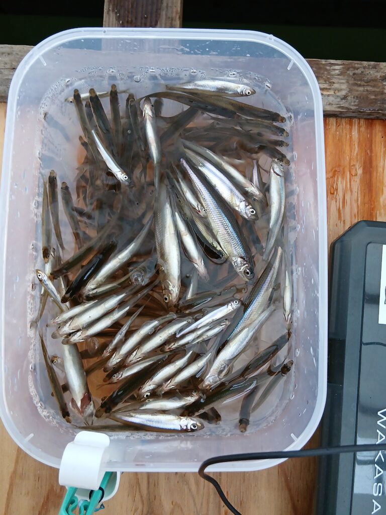 <span class="title">阿部丸今日の釣果</span>