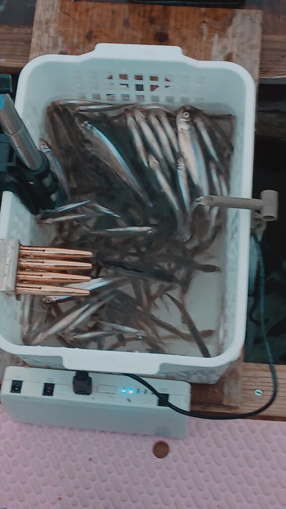 <span class="title">阿部丸今日の釣果</span>